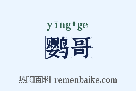 鹦哥是什么意思的图片